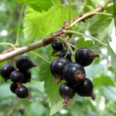 Смородина чёрная ШАРОВИДНАЯ в Самохваловичи