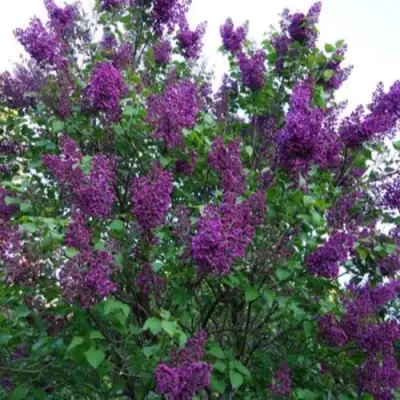 Сирень СУМЕРКИ в Самохваловичи