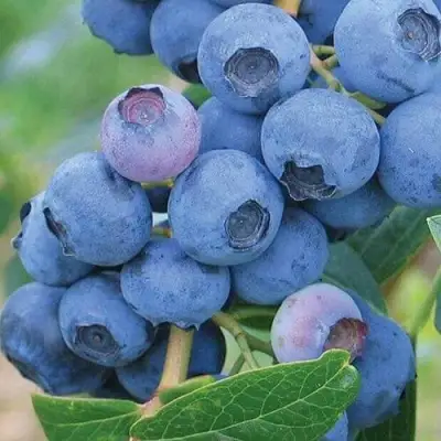 Голубика ЭРЛИБЛЮ в Самохваловичи