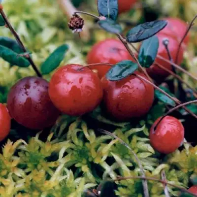 Клюква МАК ФАРЛИН в Самохваловичи