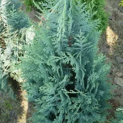 Кипарисовик КОЛУМНАРИС лавсона в Самохваловичи
