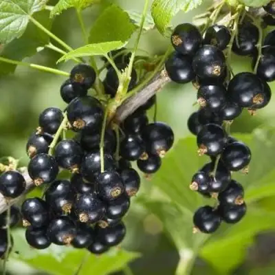 Смородина чёрная ВОЛШЕБНИЦА в Самохваловичи