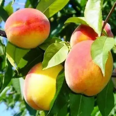 Персик ПАМЯТЬ ЛОЙКО в Самохваловичи