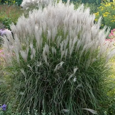 Мискантус КЛЯЙН СИЛЬБЕРСПАЙН китайский  в Самохваловичи