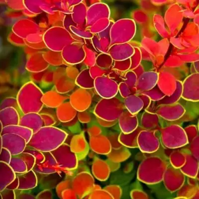 Барбарис ОРАНЖ САНРАЙЗ тунберга в Самохваловичи