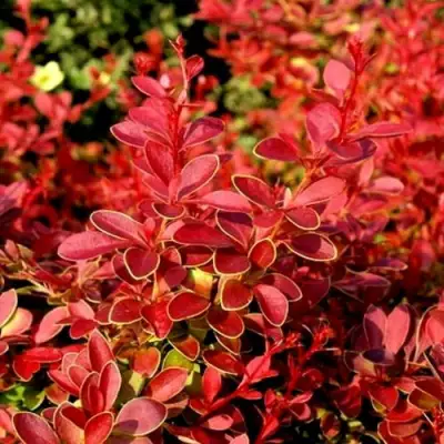 Барбарис КОРАЛ тунберга в Самохваловичи