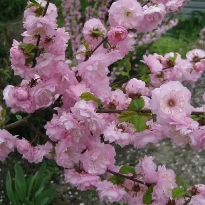 Миндаль ТРЁХЛОПАСТНЫЙ (луизеания) в Самохваловичи