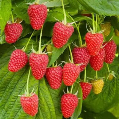 Малина БРУСВЯНА в Самохваловичи