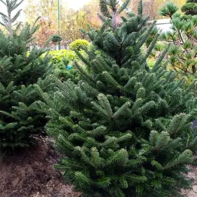 Пихта ФРАЗЕРА в Самохваловичи