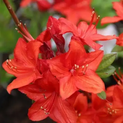 Азалия ПАРКФАЕР листопадная в Самохваловичи