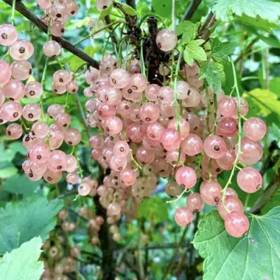 Смородина розовая ГОЛЛАНДСКАЯ РОЗОВАЯ в Самохваловичи