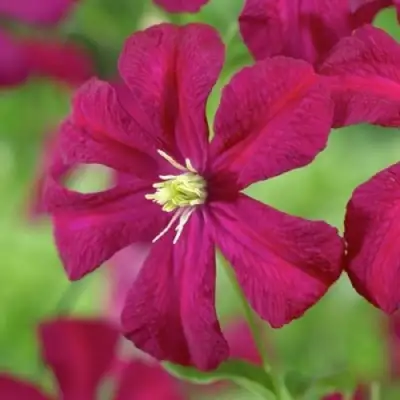 Клематис МАДАМ ДЖУЛИЯ КОРРЕВОН в Самохваловичи