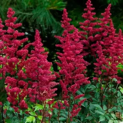 Астильба БУРГУНДИ РЕД Арендса в Самохваловичи