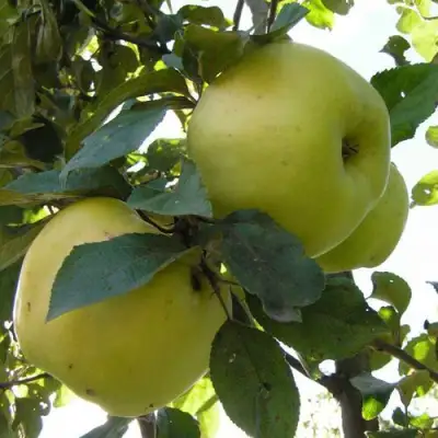 Яблоня АНТОНОВКА ОБЫКНОВЕННАЯ в Самохваловичи