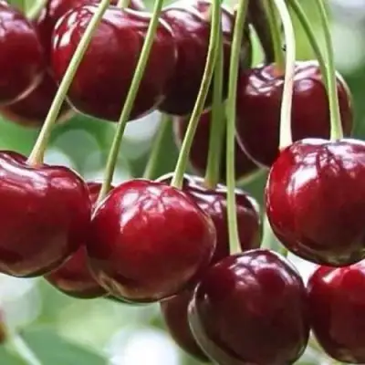 Вишня УЙФЕХЕРТОЙ ФЮРТОШ в Самохваловичи