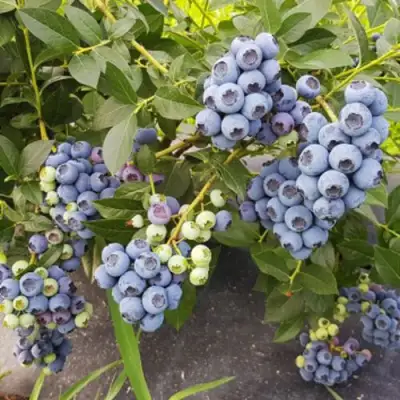 Голубика ОСОРНО в Самохваловичи