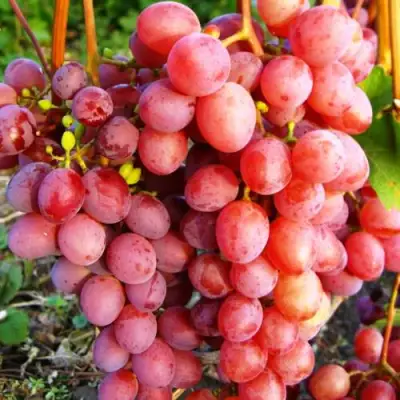 Виноград КИШМИШ КРАСНЫЙ в Самохваловичи