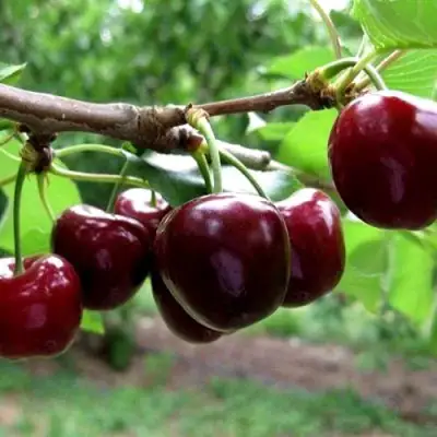 Вишня МОРОЗОВКА в Самохваловичи