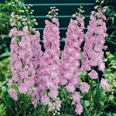 Дельфиниум ПЕТТИКОУТ гибридный в Самохваловичи