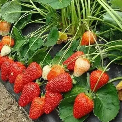 Клубника РОКСАНА в Самохваловичи