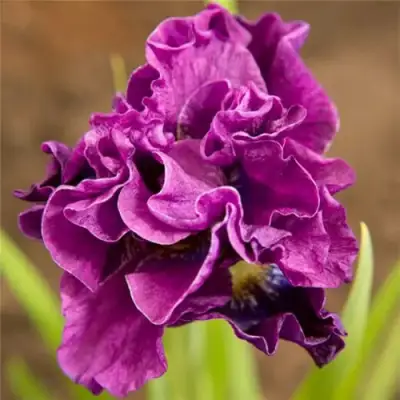 Ирис БАНДЛ ОВ ДЖОЙ сибирский в Самохваловичи