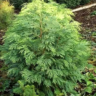 Кипарисовик САНКИСТ лавсона в Самохваловичи