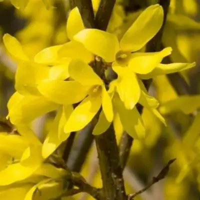 Форзиция ТАРАНДТ промежуточная в Самохваловичи