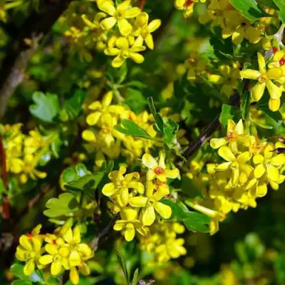 Смородина золотистая ВИШНЕВАЯ в Самохваловичи