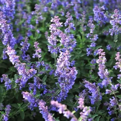 Котовник СИКС ХИЛЛС ГИАНТ в Самохваловичи