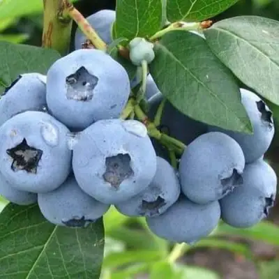 Голубика БЛЮЭТТА в Самохваловичи