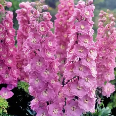 Дельфиниум ДЕЛЬФИС ПИНК ПАУЭ высокий в Самохваловичи