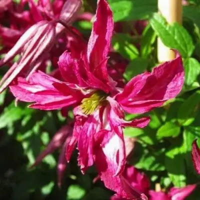 Клематис РОЗАЛИН в Самохваловичи