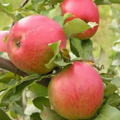 Яблоня АУКСИС в Самохваловичи