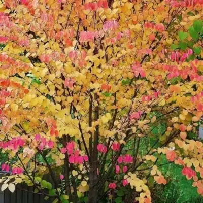 БАГРЯННИК японский в Самохваловичи