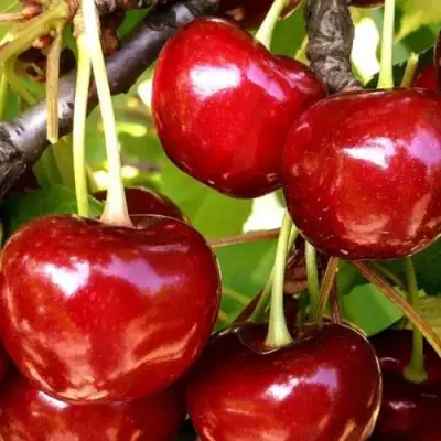 Черешня МИНЧАНКА в Самохваловичи