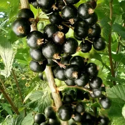 Смородина черная БЕН ТИРЕН в Самохваловичи