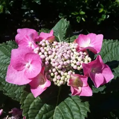 Гортензия БЛАУМАЙС (БЛАУМАЙЗЕ) крупнолистная в Самохваловичи