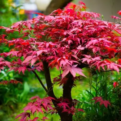 Клен дланевидный АТРОПУРПУРЕУМ в Самохваловичи