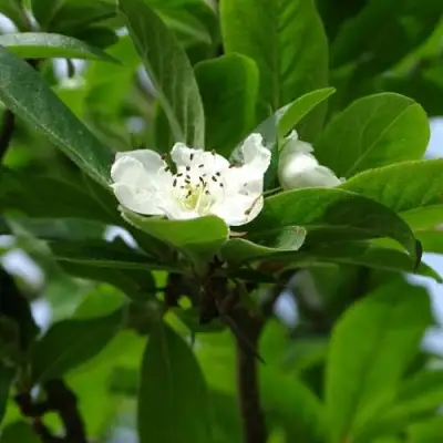 МУШМУЛА  в Самохваловичи