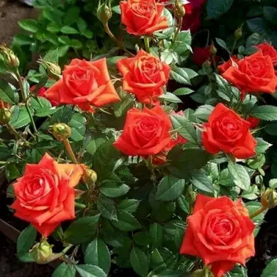 Роза ОРАНЖ ДЖЕВЕЛ миниатюрная в Самохваловичи