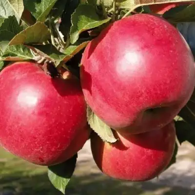 Яблоня РУБИН в Самохваловичи