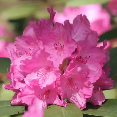 Рододендрон ЛУМИНА в Самохваловичи