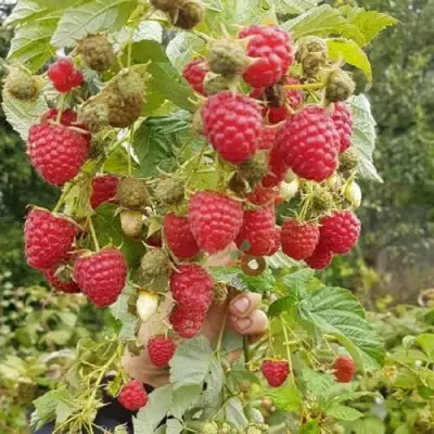 Малина ТАДМОР в Самохваловичи