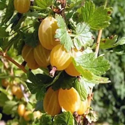 Крыжовник КУРШУ ДЗИНТАРС  в Самохваловичи