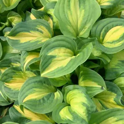 Хоста ЭМЕРАЛЬД ЧАРДЖЕР гибридная в Самохваловичи