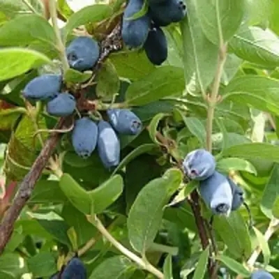 Жимолость съедобная НАРЫМСКАЯ в Самохваловичи