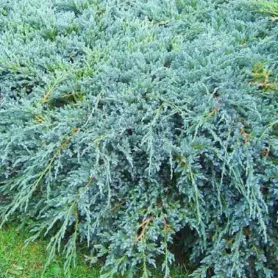 Можжевельник БЛЮ КАРПЕТ чешуйчатый в Самохваловичи