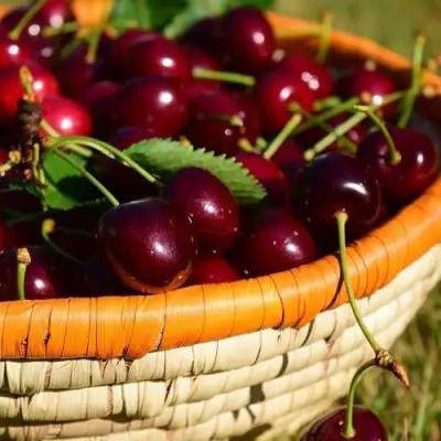 Вишня НЕСВИЖСКАЯ в Самохваловичи