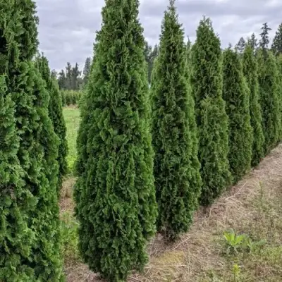 Туя ДЕГРУТ СПАЙР западная в Самохваловичи