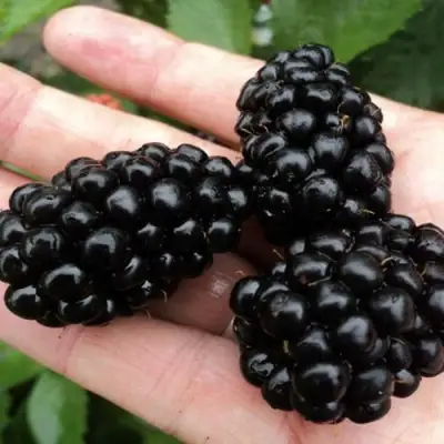 Ежевика ПОЛАР бесшипная  в Самохваловичи